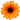 gerbera